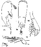 Espèce Farranula gibbula - Planche 13 de figures morphologiques