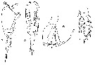 Species Corycaeus (Ditrichocorycaeus) affinis - Plate 7 of morphological figures
