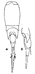 Espèce Corycaeus (Corycaeus) crassiusculus - Planche 16 de figures morphologiques