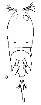 Espèce Corycaeus (Onychocorycaeus) catus - Planche 15 de figures morphologiques