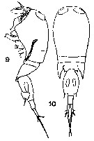 Espèce Corycaeus (Onychocorycaeus) catus - Planche 16 de figures morphologiques