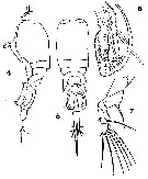 Espèce Corycaeus (Onychocorycaeus) pacificus - Planche 15 de figures morphologiques