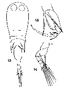 Espèce Corycaeus (Agetus) flaccus - Planche 16 de figures morphologiques
