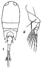 Espèce Corycaeus (Onychocorycaeus) agilis - Planche 16 de figures morphologiques