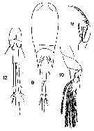 Espèce Corycaeus (Corycaeus) speciosus - Planche 19 de figures morphologiques