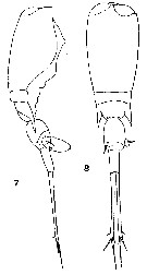 Espèce Corycaeus (Urocorycaeus) lautus - Planche 19 de figures morphologiques