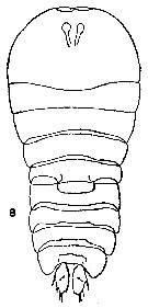 Espèce Sapphirina nigromaculata - Planche 12 de figures morphologiques