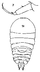 Espèce Sapphirina stellata - Planche 4 de figures morphologiques
