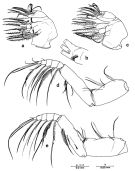 Espèce Euchirella paulinae - Planche 3 de figures morphologiques
