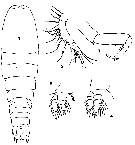 Espèce Sapphirina angusta - Planche 12 de figures morphologiques