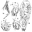 Species Sapphirina metallina - Plate 7 of morphological figures
