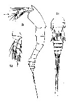 Espèce Euterpina acutifrons - Planche 9 de figures morphologiques