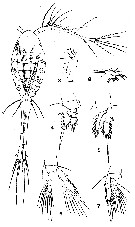 Espèce Oithona nana - Planche 13 de figures morphologiques