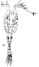 Espèce Dioithona rigida - Planche 5 de figures morphologiques