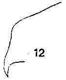 Espèce Oithona similis-Group - Planche 13 de figures morphologiques