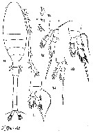 Species Oithona decipiens - Plate 6 of morphological figures