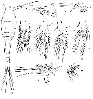 Espèce Oithona robusta - Planche 5 de figures morphologiques