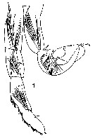 Species Candacia bipinnata - Plate 21 of morphological figures