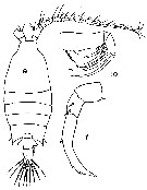 Species Candacia bipinnata - Plate 19 of morphological figures