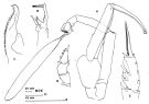 Espèce Paraeuchaeta similis - Planche 2 de figures morphologiques
