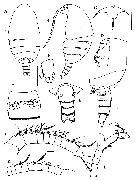 Espèce Paraxantharus victorbergeri - Planche 1 de figures morphologiques