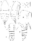 Espce Kyphocalanus atlanticus - Planche 1 de figures morphologiques