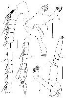Espce Kyphocalanus atlanticus - Planche 2 de figures morphologiques