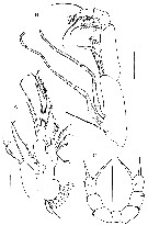 Espce Kyphocalanus atlanticus - Planche 3 de figures morphologiques