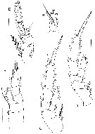 Espce Kyphocalanus atlanticus - Planche 5 de figures morphologiques
