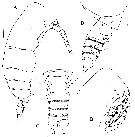 Espce Kyphocalanus sp.1 - Planche 1 de figures morphologiques