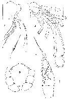 Espce Kyphocalanus sp.1 - Planche 3 de figures morphologiques