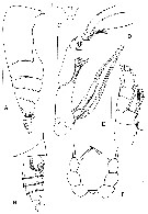 Espèce Kyphocalanus sp.2 - Planche 1 de figures morphologiques