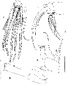 Espèce Kyphocalanus sp.2 - Planche 2 de figures morphologiques