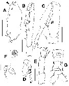 Species Monstrilla longiremis - Plate 10 of morphological figures