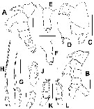 Espèce Monstrilla longiremis - Planche 11 de figures morphologiques