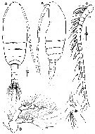 Espèce Bestiolina coreana - Planche 1 de figures morphologiques