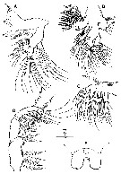 Species Bestiolina coreana - Plate 2 of morphological figures