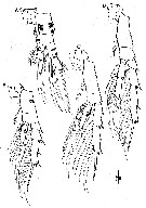 Espèce Bestiolina coreana - Planche 3 de figures morphologiques