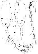 Espèce Bestiolina coreana - Planche 9 de figures morphologiques