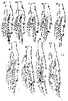 Espèce Bestiolina coreana - Planche 6 de figures morphologiques