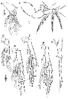 Espèce Bestiolina coreana - Planche 10 de figures morphologiques