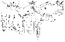 Espèce Spinocalanus abyssalis - Planche 12 de figures morphologiques