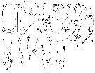 Species Spinocalanus sp. - Plate 2 of morphological figures