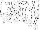 Species Spinocalanus sp. B - Plate 1 of morphological figures