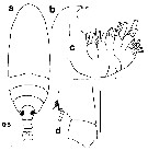 Espèce Aetideus arcuatus - Planche 6 de figures morphologiques