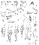 Espèce Lophothrix latipes - Planche 11 de figures morphologiques
