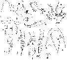 Species Scaphocalanus difficilis - Plate 2 of morphological figures