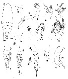 Species Scolecithricella obscura - Plate 1 of morphological figures