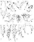 Species Pseudoamallothrix canariensis - Plate 1 of morphological figures