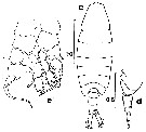 Species Centropages caribbeanensis - Plate 3 of morphological figures